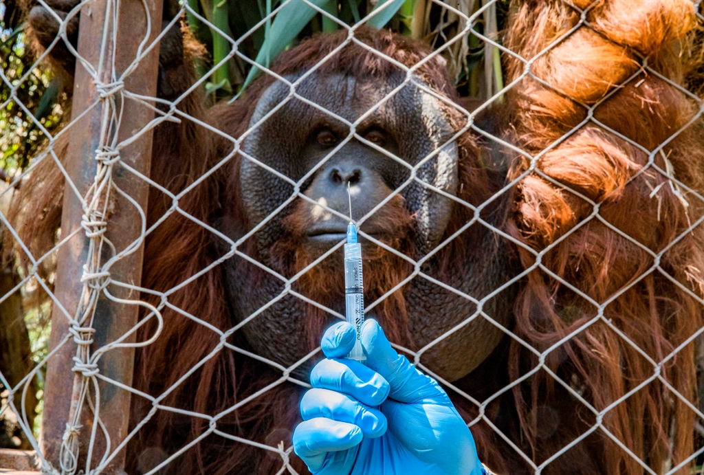 A Borneo orangutan named Sandai watches a worker holding a syringe with a dose of an experimental vaccine against COVID-19 made by the Zoetis veterinary laboratory during a vaccination drill at the Buin Zoo in Buin, Chile, on December 28, 2021.
JAVIER TORRES / AFP