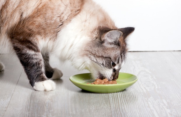 cat eating 