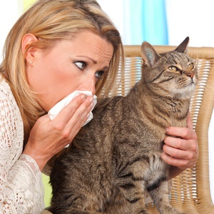 Is your cat causing your allergies? There are ways to manage symptoms. 