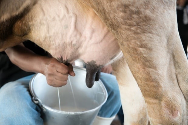 cow milk, query fever