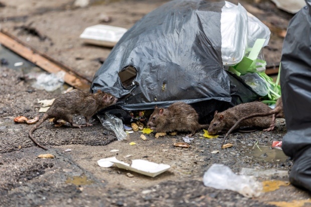 infected rats, rodents, the plague