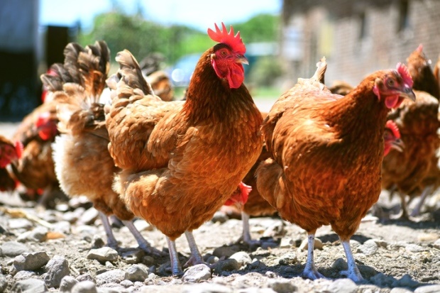 animal diseases, chicken