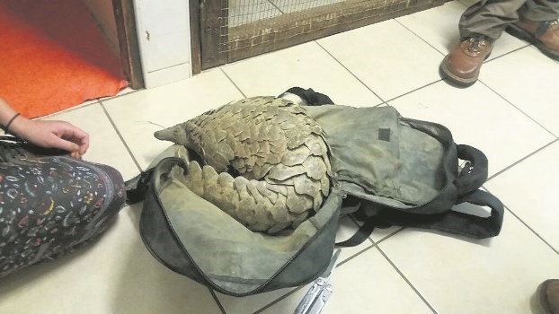 pangolin backpack