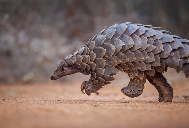 A rescued pangolin. 