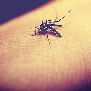 Mosquito biting. Source: Pixabay