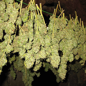 Cannabis buds in the drying stage. The plants are hung upside down in a dark and cool area. Source: WikiMedia commons. 