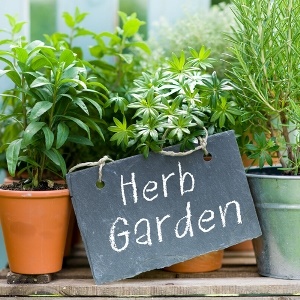 Garden of herbs