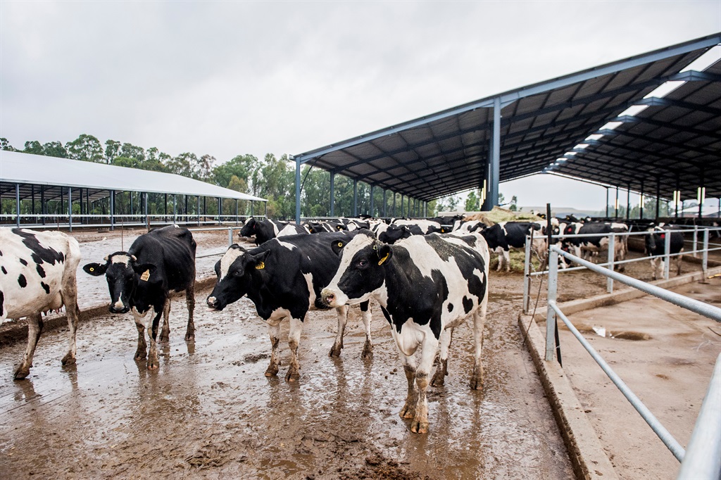 The Estina dairy farm in Vrede. (Conrad Bornman, Netwerk24)
