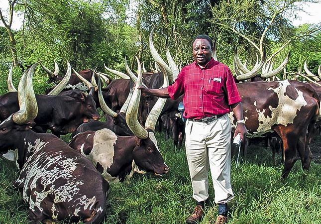 Cyril Ramaphosa and his cattle. Picture: Rapport/File