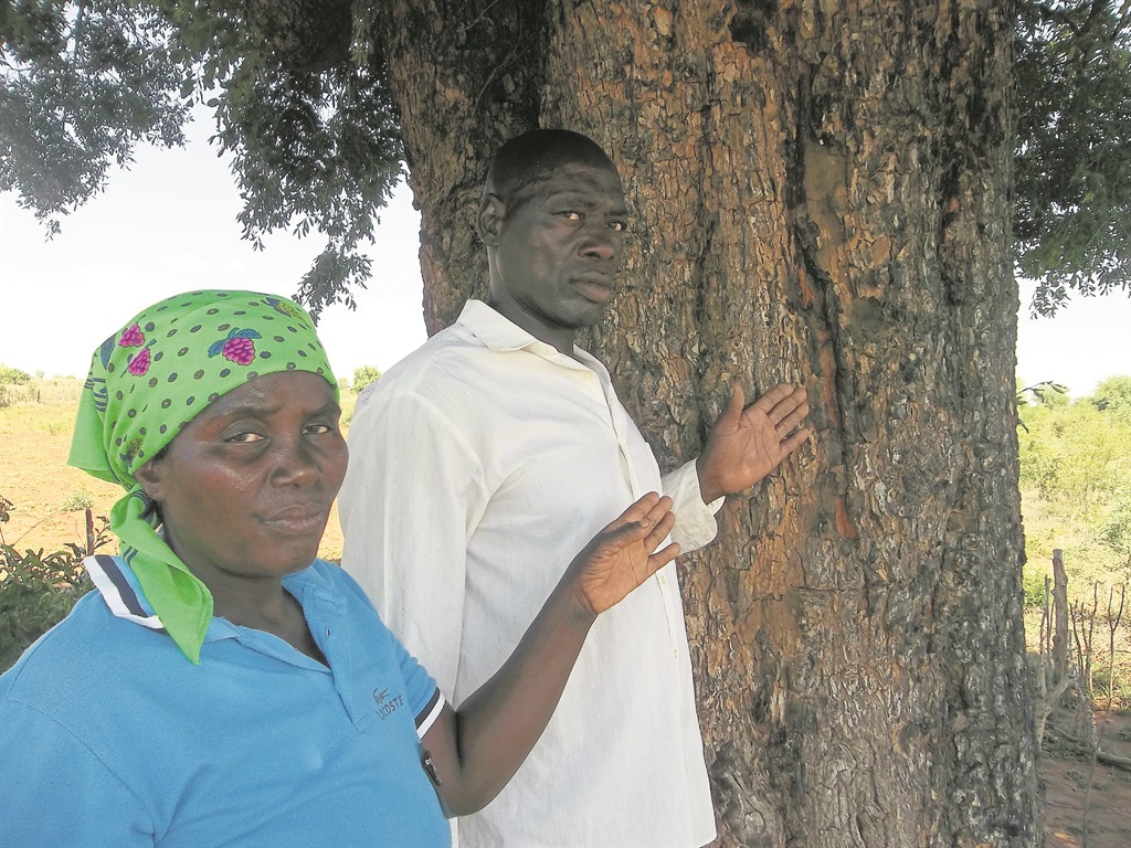 Khazamula Chauke and his wife Vukati were standing under this tree when the lightning struck.     Photo by Mzamani Mathye 