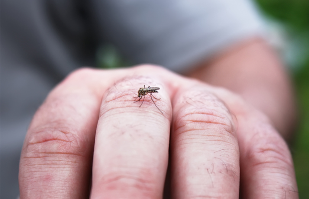 Mosquito on man's hand