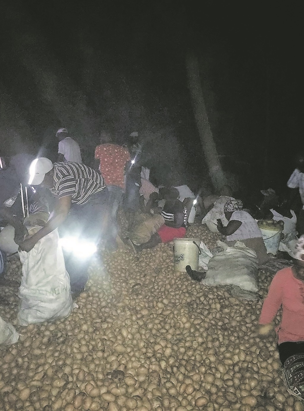 Shayela squatter camp residents helped themselves to a huge pile of potatoes abandoned on the road. 