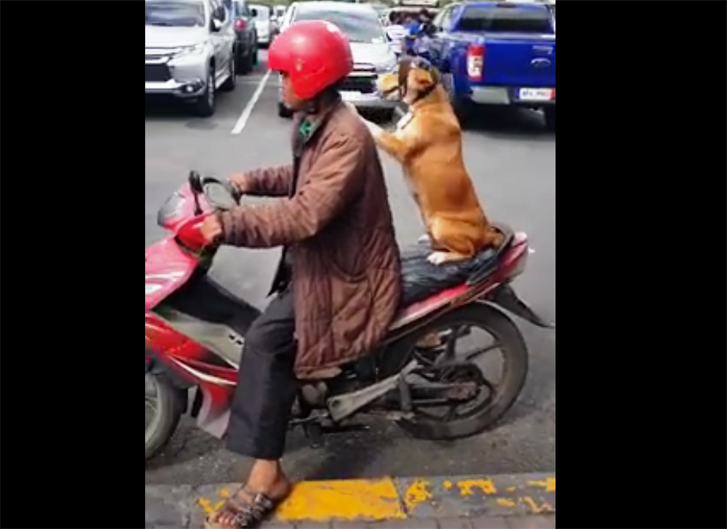 WATCH: DOG RIDES MOTORBIKE! | Daily Sun