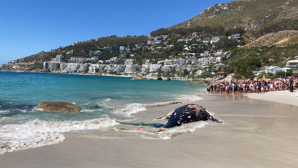 The whale carcass washed up on Clifton fourth beac
