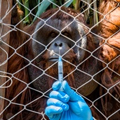 Chilean zoo jabs big cats, orangutan against Covid-19