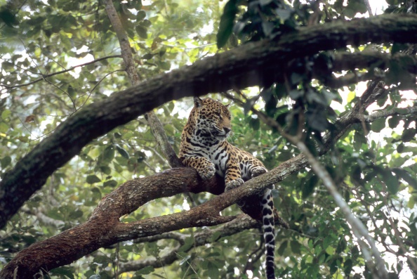 BELIZE - 2004/01/01: Belize, Belize Zoo, Jaguar In