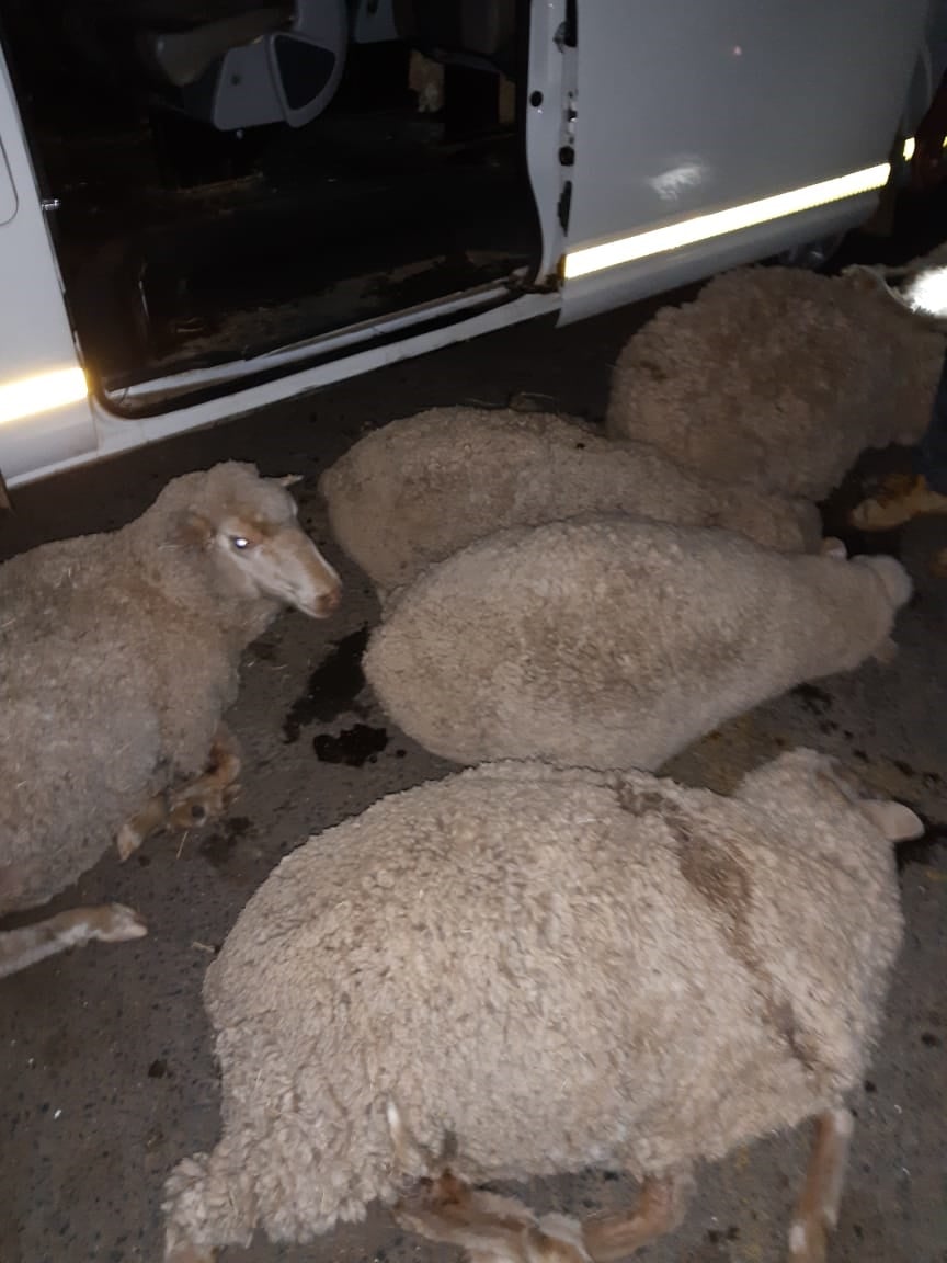 30 sheep were found in a taxi in Aliwal North on Friday. 