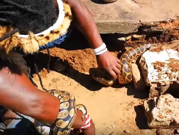 A team of sangomas used pythons to find the source of the blood.