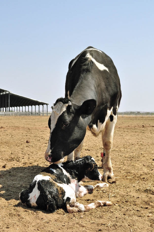 ’n Pasgebore Holstein. Teenliggaampies in biesmelk moet verkieslik  binne die eerste vier uur opgeneem word. FOTO’S: LIZA BOHLMANN