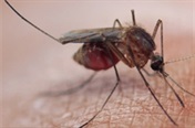 Can malaria be prevented?