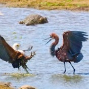 WATCH: 3 hungry birds and crocodile fight over 1 fish