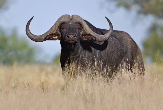 Sunrise, ’n buffelbul van Nyambu Wildlife, is vir R8,4 miljoen verkoop op die onlangse Stud Game Breeders-veiling naby Bela-Bela in Limpopo. Foto: Verskaf
