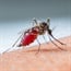 Heading to a region with malaria? Some simple steps to keep you safe