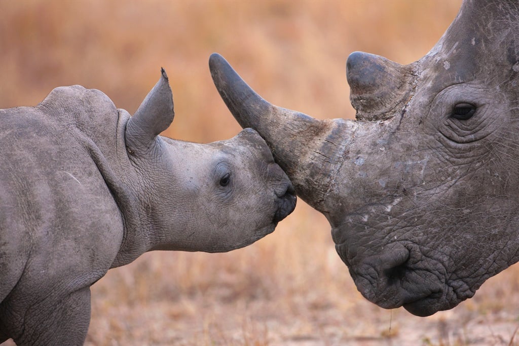A new report by the Wildlife Justice Commission (WJC) suggests that rhino horn trafficking syndicates are targeting stockpiles of rhino horns in South Africa, as well as relying on corruption to move the illicit goods.(Getty Images)