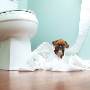 Parents can take their time with toilet training. 