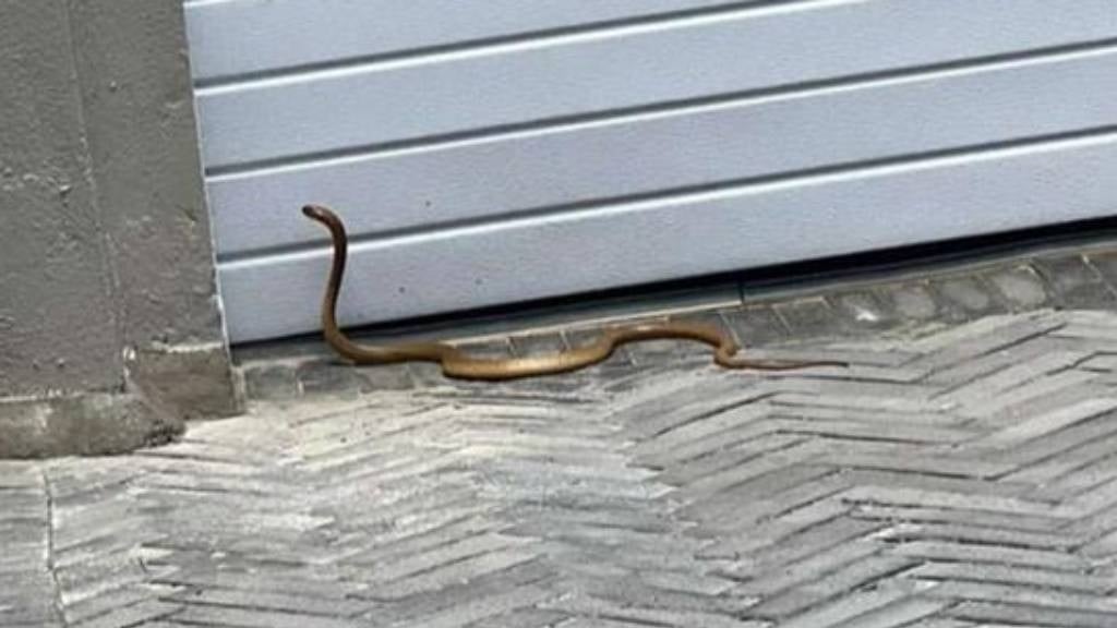 The Cape cobra that was caught inside the Palmer family home.