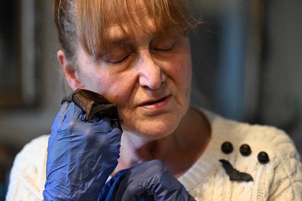News24 | Meet the 'Bat-mum' who saves bats from climate change