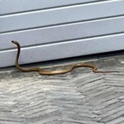WATCH | Sitting, weighting, hissing: Cape cobra found doing curls at home gym in upscale Fresnaye