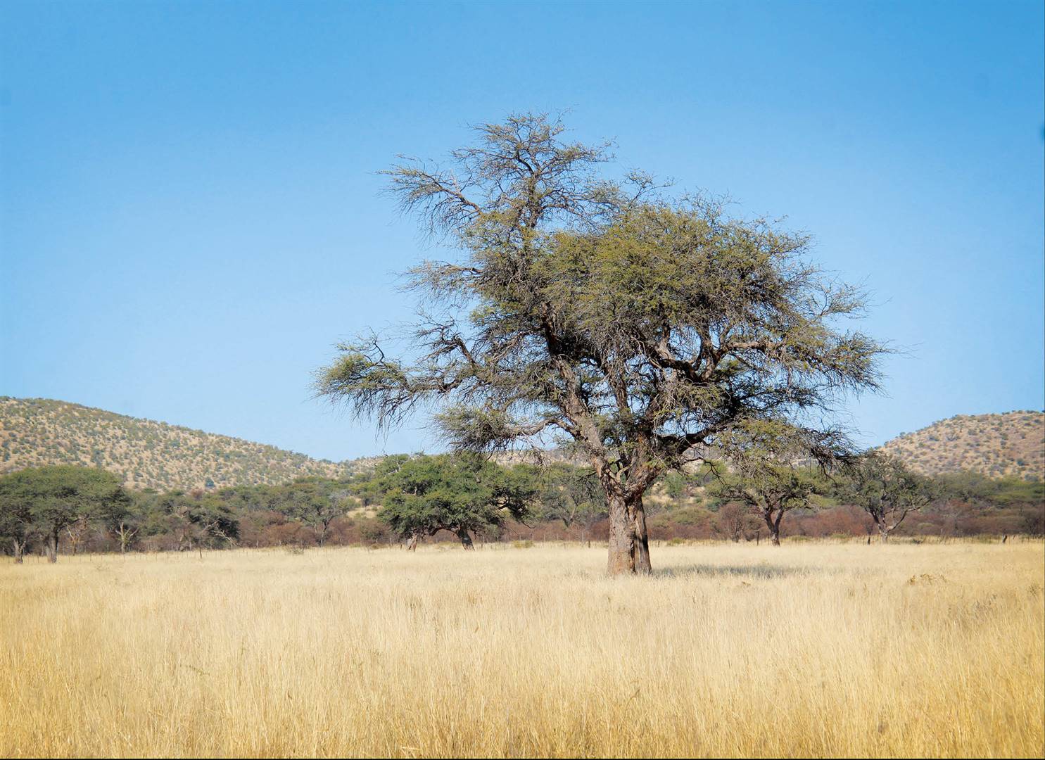 WELIGE WEIDING. Die veld is in ’n uitstekende toestand danksy die baie reën wat Namibië die afgelope somer gekry het. Foto’s:  Charl  van  Rooyen, TENSYANDERS VERMELD