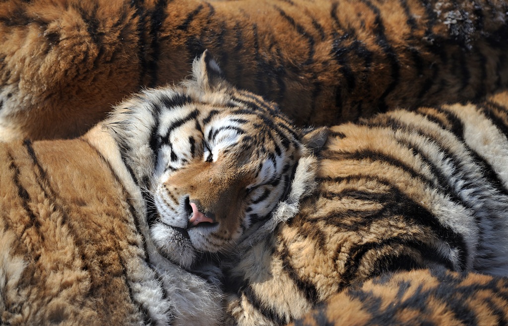 A Siberian tiger. Picture: Tao Zhang/NurPhoto/Getty Images