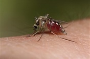 What causes malaria?