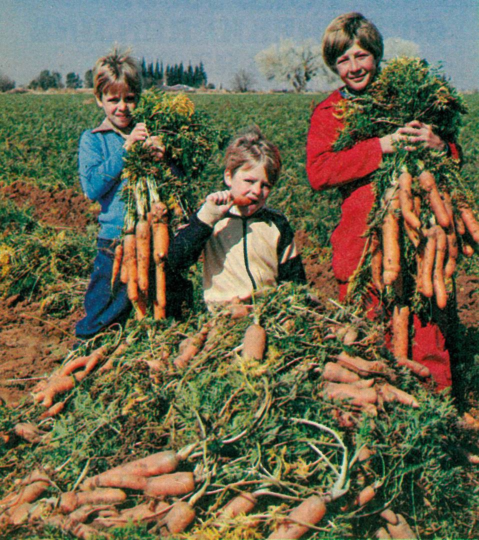 GOEIE OES. Ondanks minder gunstige toestande het die Le Rouxs vanjaar 70 ton wortels per hektaar geoes. Thysie, Christie en André le Roux toon hier wat moontlik is op dié grond.