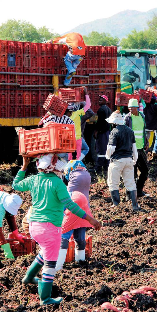 Boere met Zimbabwiese werkers wat wettig in Suid-Afrika is met sogenoemde ZEP-permitte, is bekommerd oor die afskaffing van dié permitte. FOTO: JOHAN VAN DER MERWE