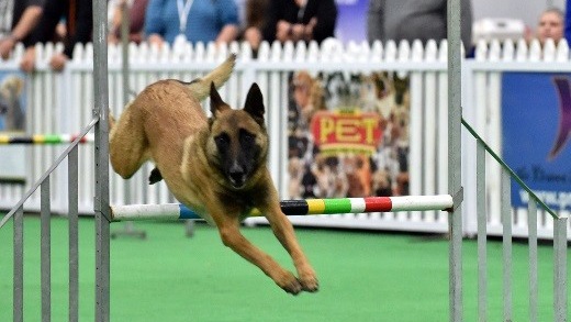 Don't miss the World of Dogs and Cats in Joburg next weekend. Picture: Supplied