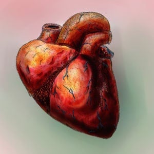 Human heart by Brick Red, Flickr, https://www.flickr.com/photos/texasgreentea/221941723
