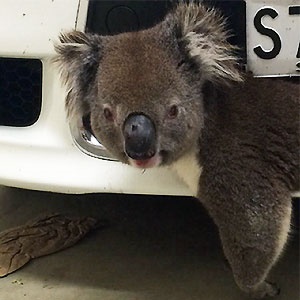 This handout picture taken by Joshua Hughes on September 22, 2015 and released by Loren Davis on September 24, 2015, shows a male koala wedged between a car's bumper and front grilles after it was hit crossing the South Eastern Freeway. AFP PHOTO 