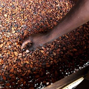 Top producer Ivory Coast expects all its cocoa will be traceable within a year