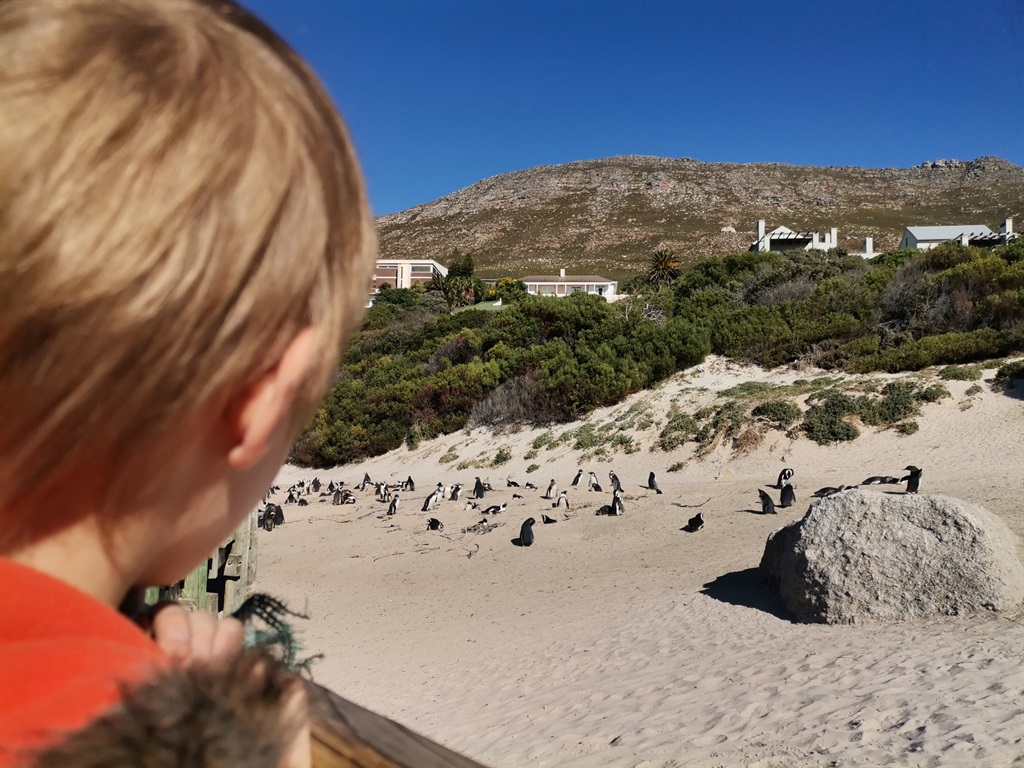 Table Mountain National Park has stated that closing the Boulders colony is not on the cards yet but visitors must stay on designated boardwalks.

PHOTO: Nettalie Viljoen