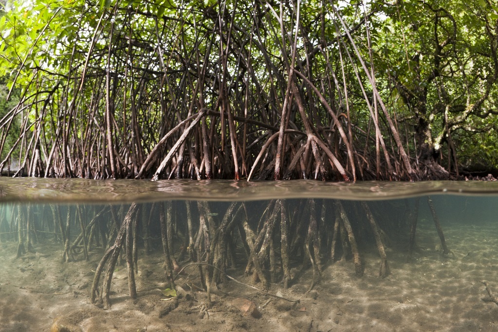Mangroves can store a significant amount of carbon underground, prevent coastal erosion, and reduce the power of strong waves.