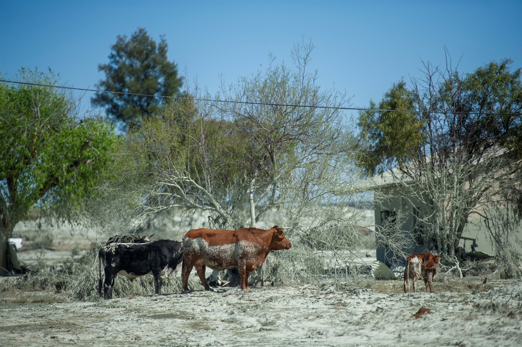 Animal husbandry on land covered with thick silt