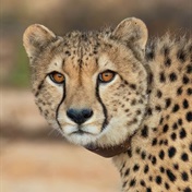 Modi reintroduces cheetahs to India decades after extinction