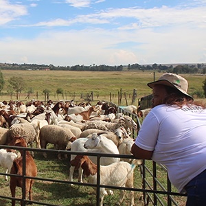 Lerato Senakhomo on her 535 HA farm in Nigel, east of Gauteng.