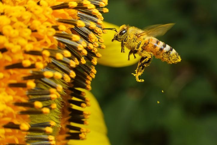 There is something very attractive about the idea of investing in good assets such as bees. Photo: Supplied