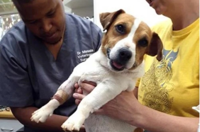 Nugget nearly died after being fed alcohol. (Photo: Supplied)