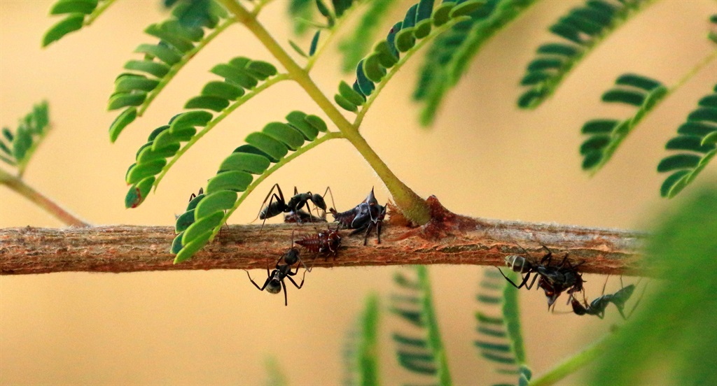 Ants feeding drinking sweet secretion from plant l
