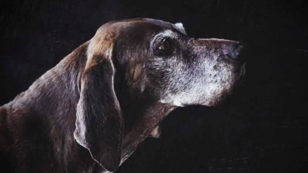 K9 Brooke died aged 15 years, it was a celebrated Wilderness Live Find SAR member.